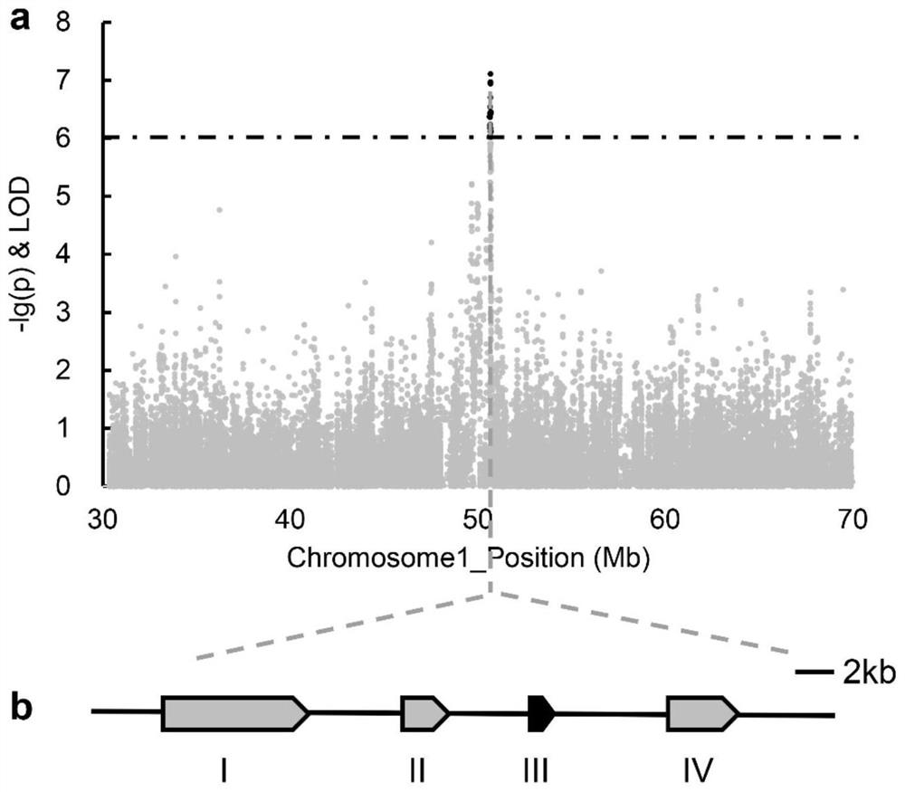 Corn ear length gene, molecular markers and applications