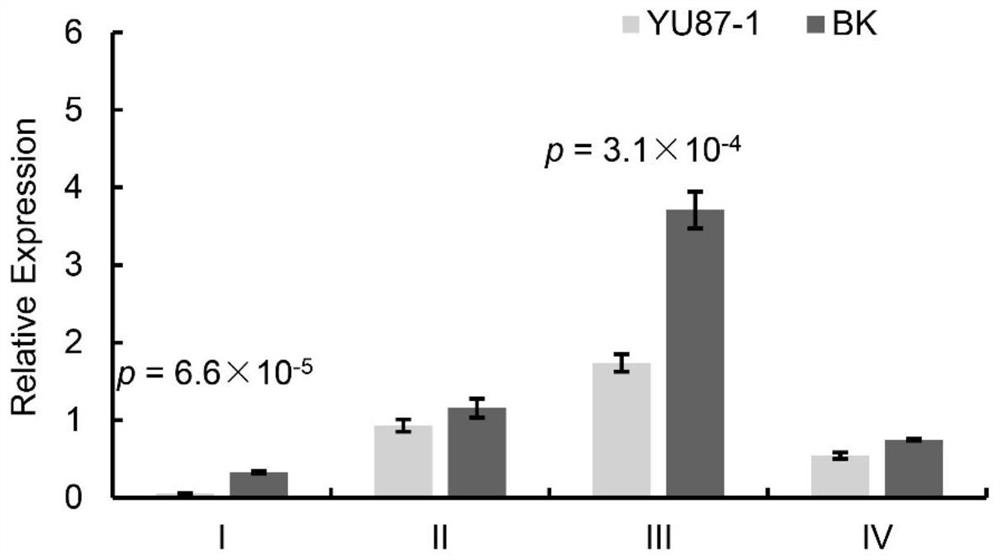 Corn ear length gene, molecular markers and applications