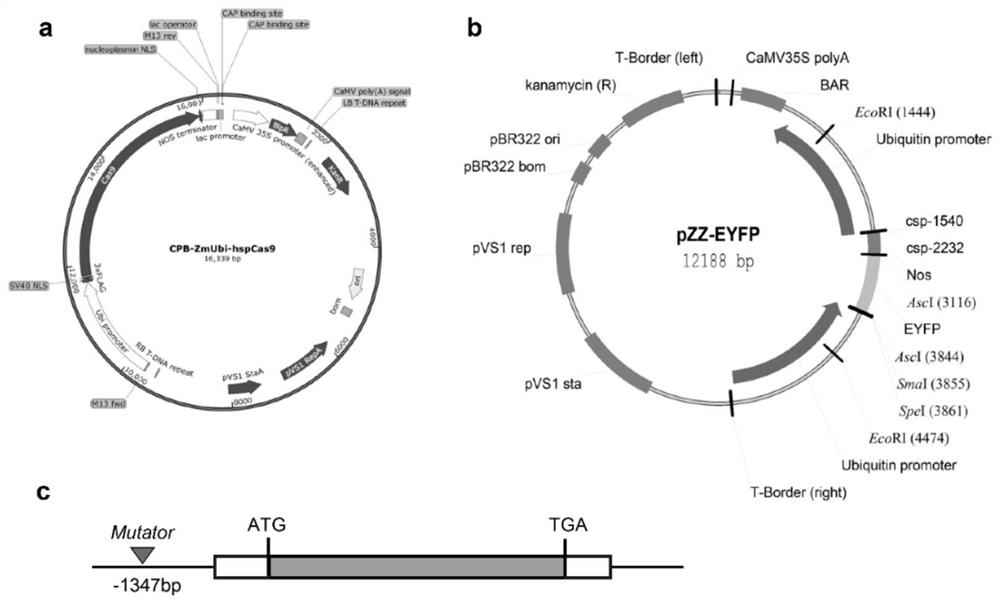 Corn ear length gene, molecular markers and applications