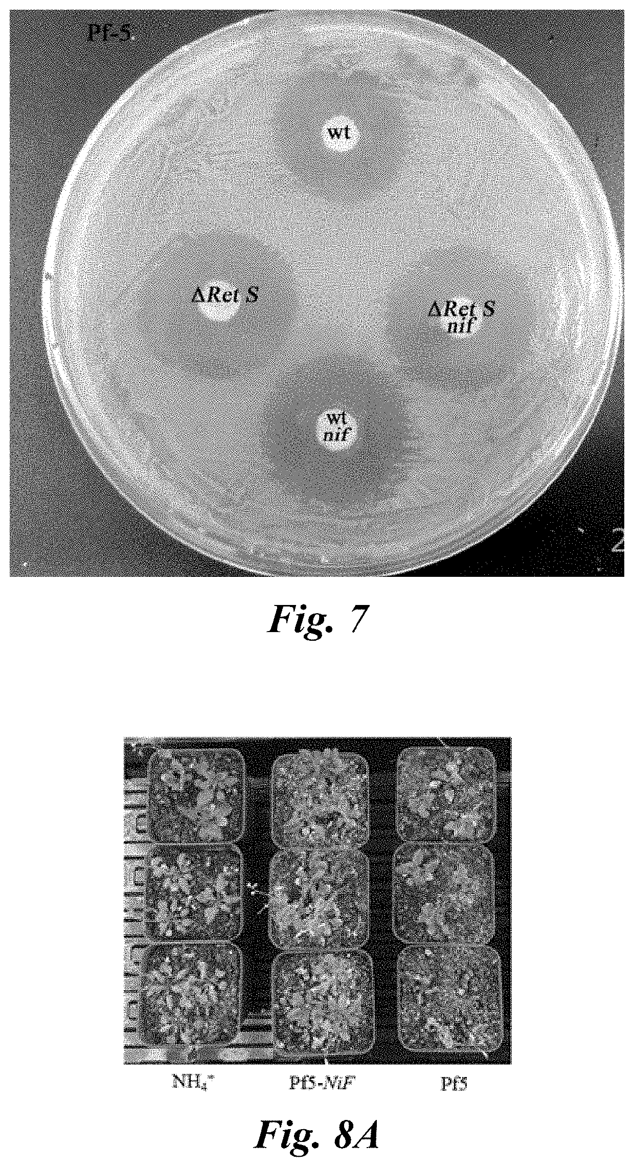 Method For Screening Pseudomonas Protegens Mutant Strain, And Application Thereof In Biological Control