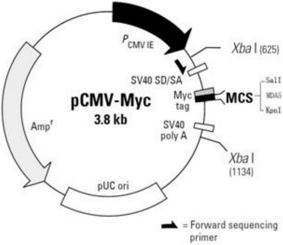 Non-radioactive label immunoprecipitation method for detecting specific self-antibody MDA5 of inflammatory myopathy