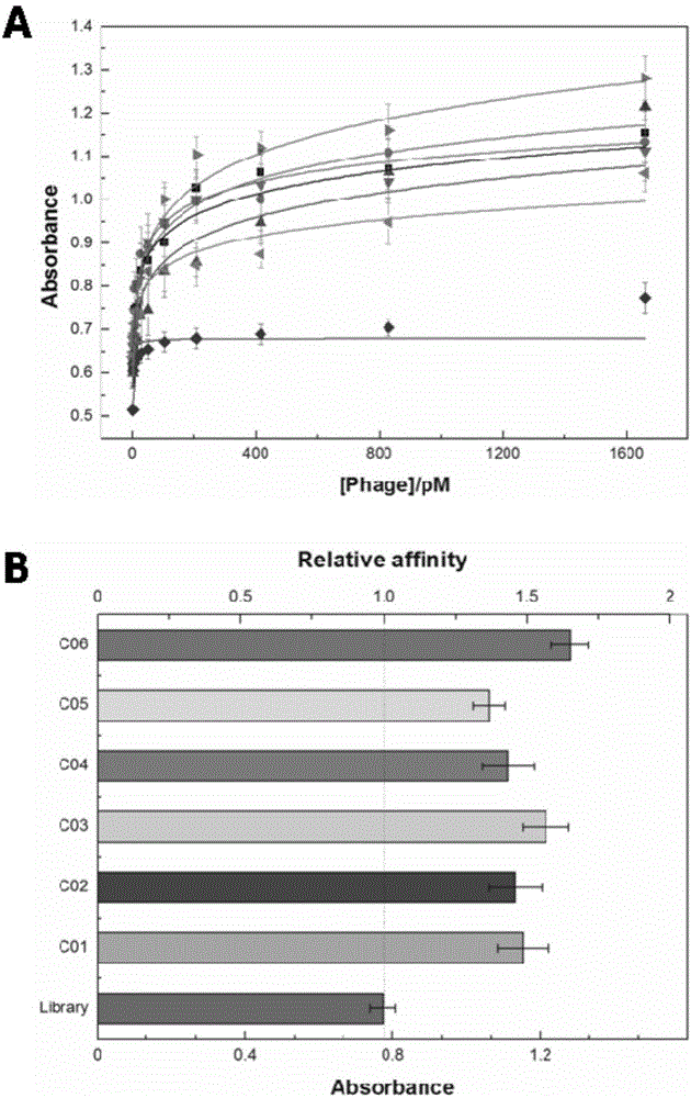 Chitosan affine heptapeptide and screening method and application thereof