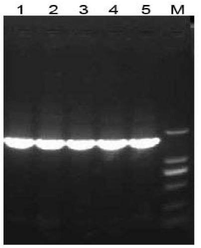 A Chinese rainbow trout infectious hematopoietic necrosis nucleic acid vaccine and its application