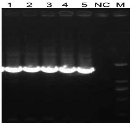 A Chinese rainbow trout infectious hematopoietic necrosis nucleic acid vaccine and its application