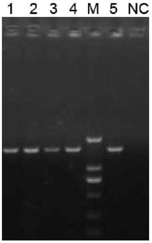 A Chinese rainbow trout infectious hematopoietic necrosis nucleic acid vaccine and its application