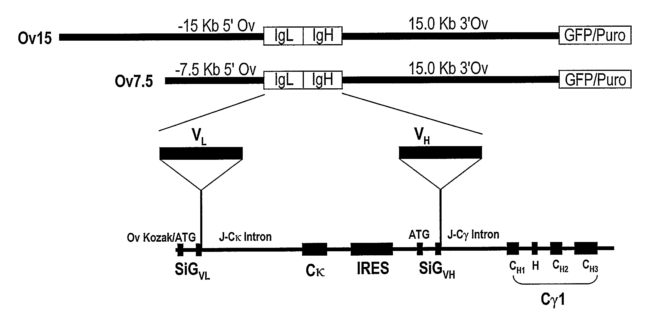 Monoclonal Antibodies Against Prostate Specific Membrane Antigen (PSMA) Lacking in Fucosyl Residues