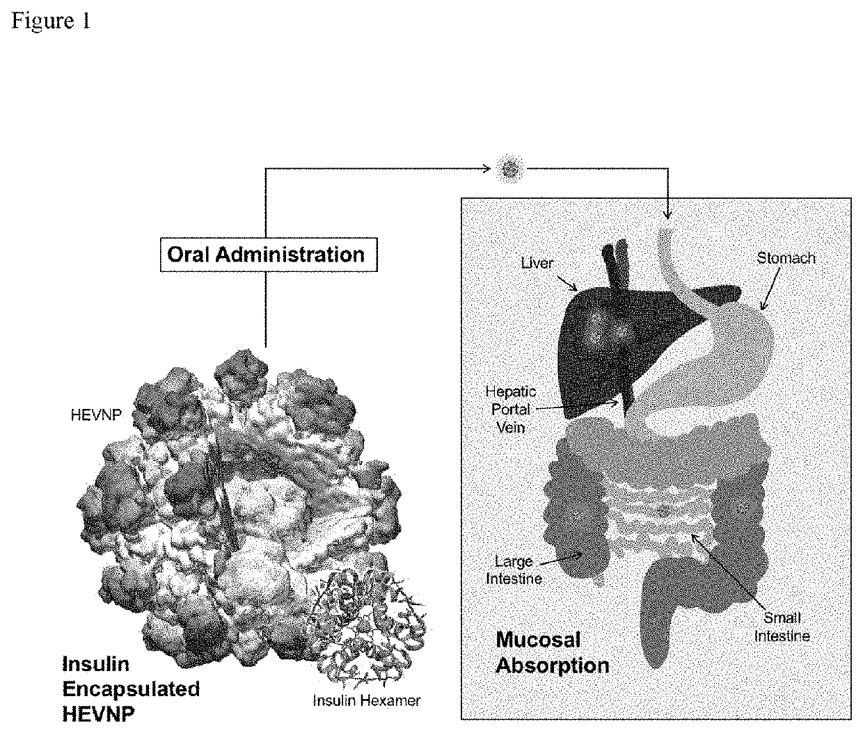 Virus-like nanocapsid for oral delivery of insulin