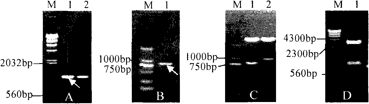 Brucella melilitensis bp26 gene-deleted M5-90 vaccine strain