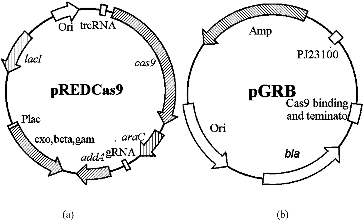 Genetically engineered bacteria with high uridine production and its construction method and application