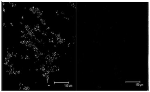 A self-healing polyanion-chitosan quaternary ammonium hydrogel and its application