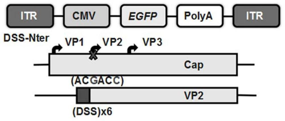 Recombinant plasmid for inhibiting SOST gene expression, bone-targeted recombinant adeno-associated virus thereof and application of bone-targeted recombinant adeno-associated virus