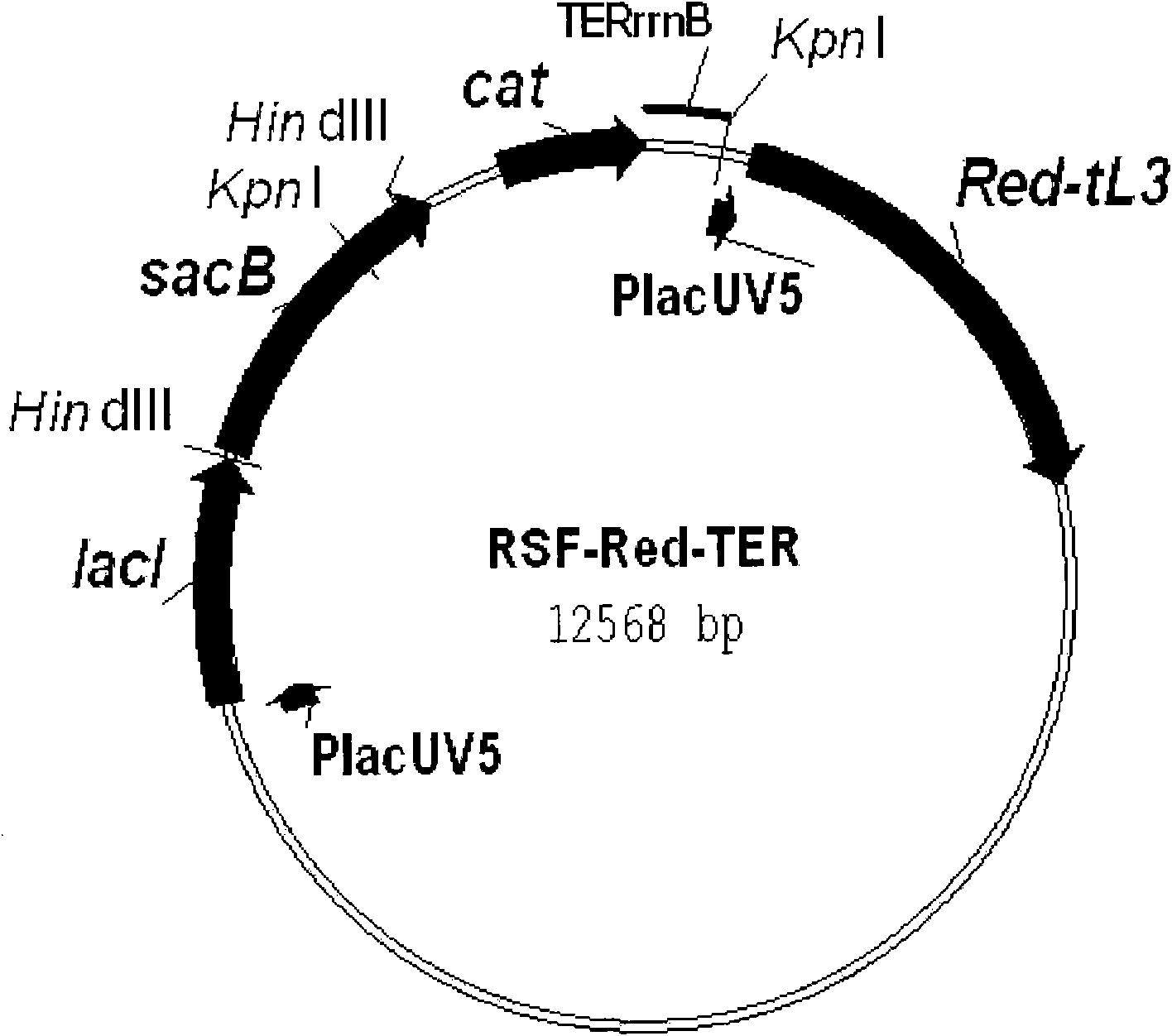 Microorganism capable of producing l-amino acid, and method for production of l-amino acid