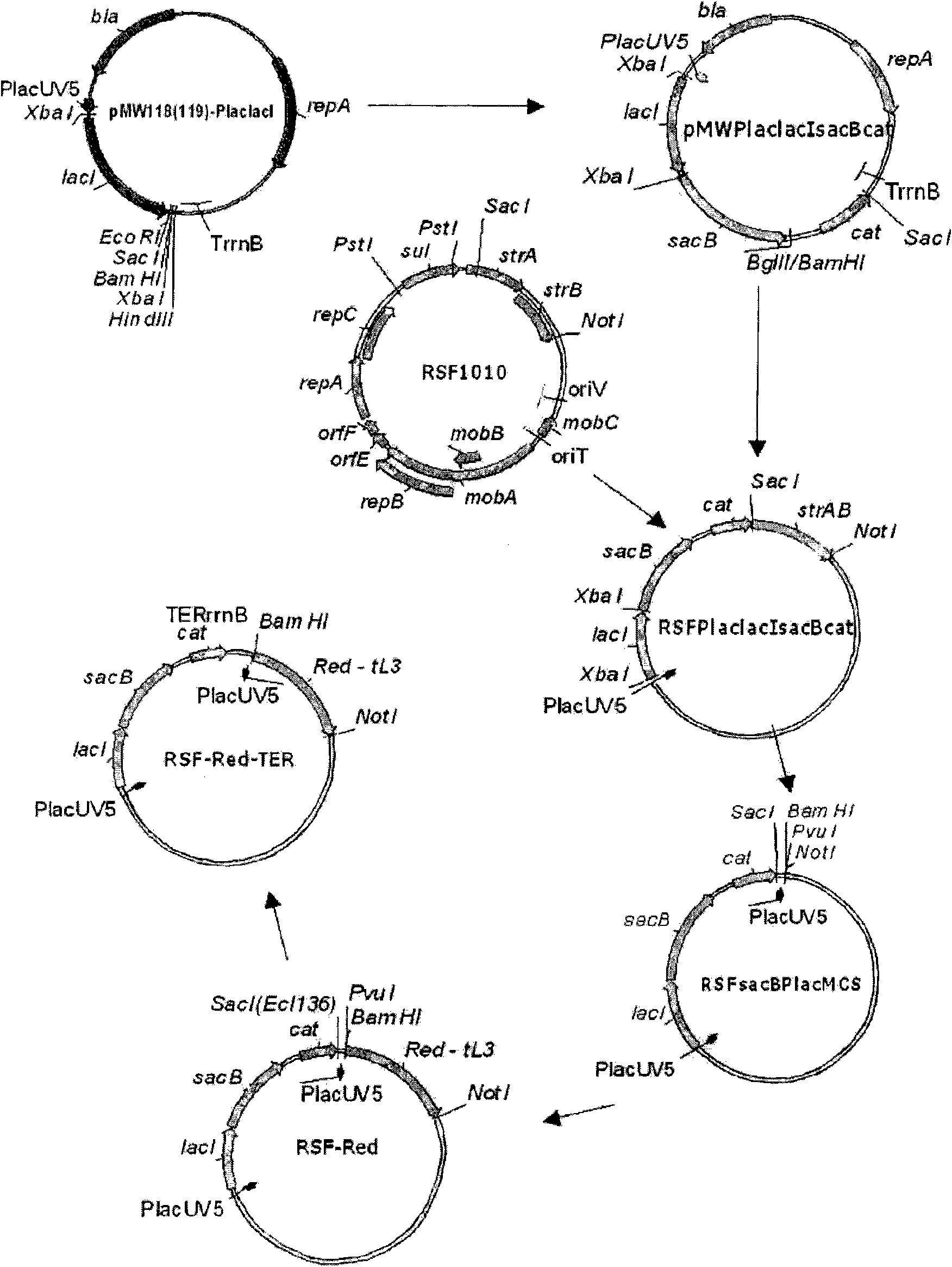 Microorganism capable of producing l-amino acid, and method for production of l-amino acid