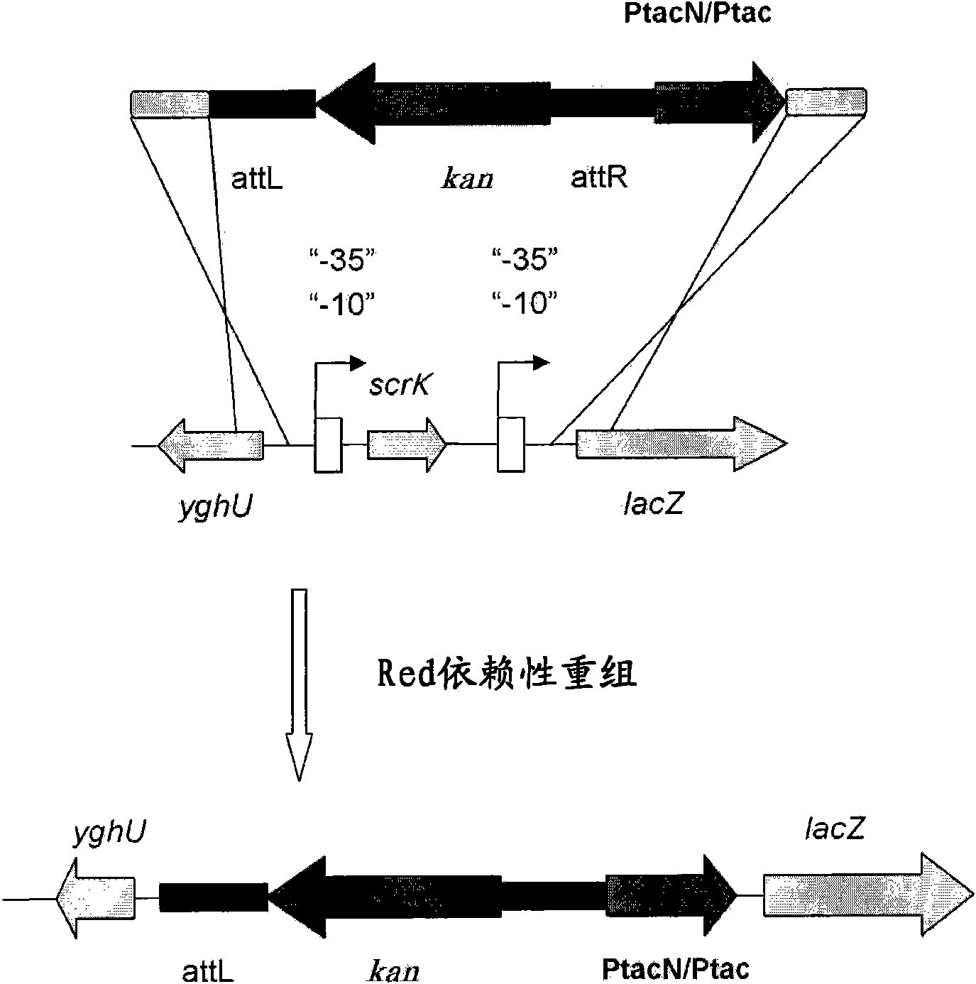 Microorganism capable of producing l-amino acid, and method for production of l-amino acid