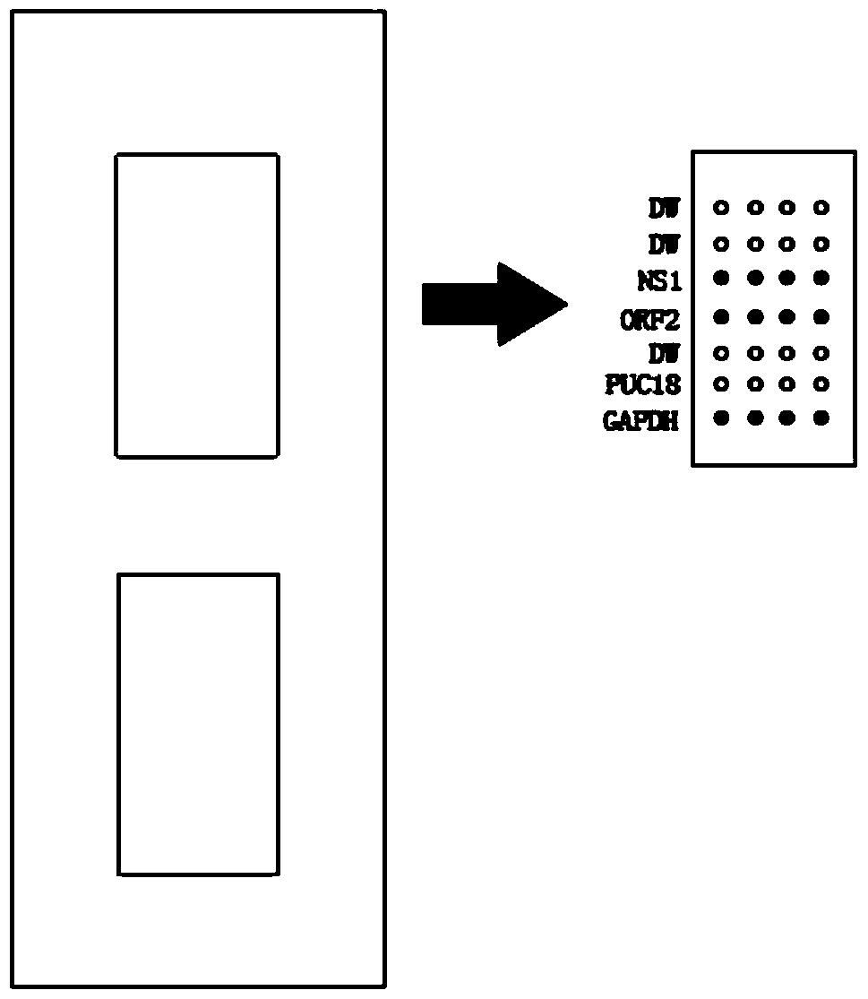 Visual gene chip and kit for porcine parvovirus and/or porcine circovirus type 2