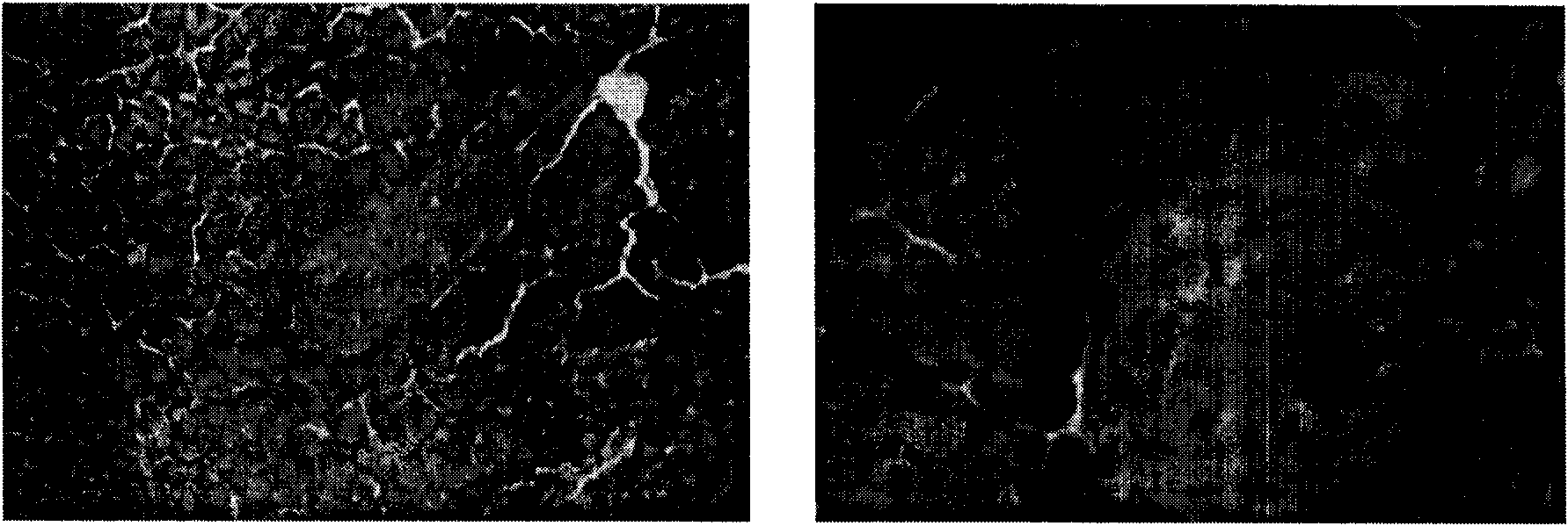 Pharmaceutical composition for treating diabetes and/or hyperlipemia and preparation method thereof