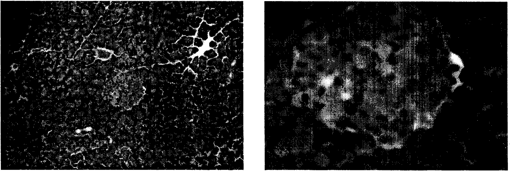 Pharmaceutical composition for treating diabetes and/or hyperlipemia and preparation method thereof