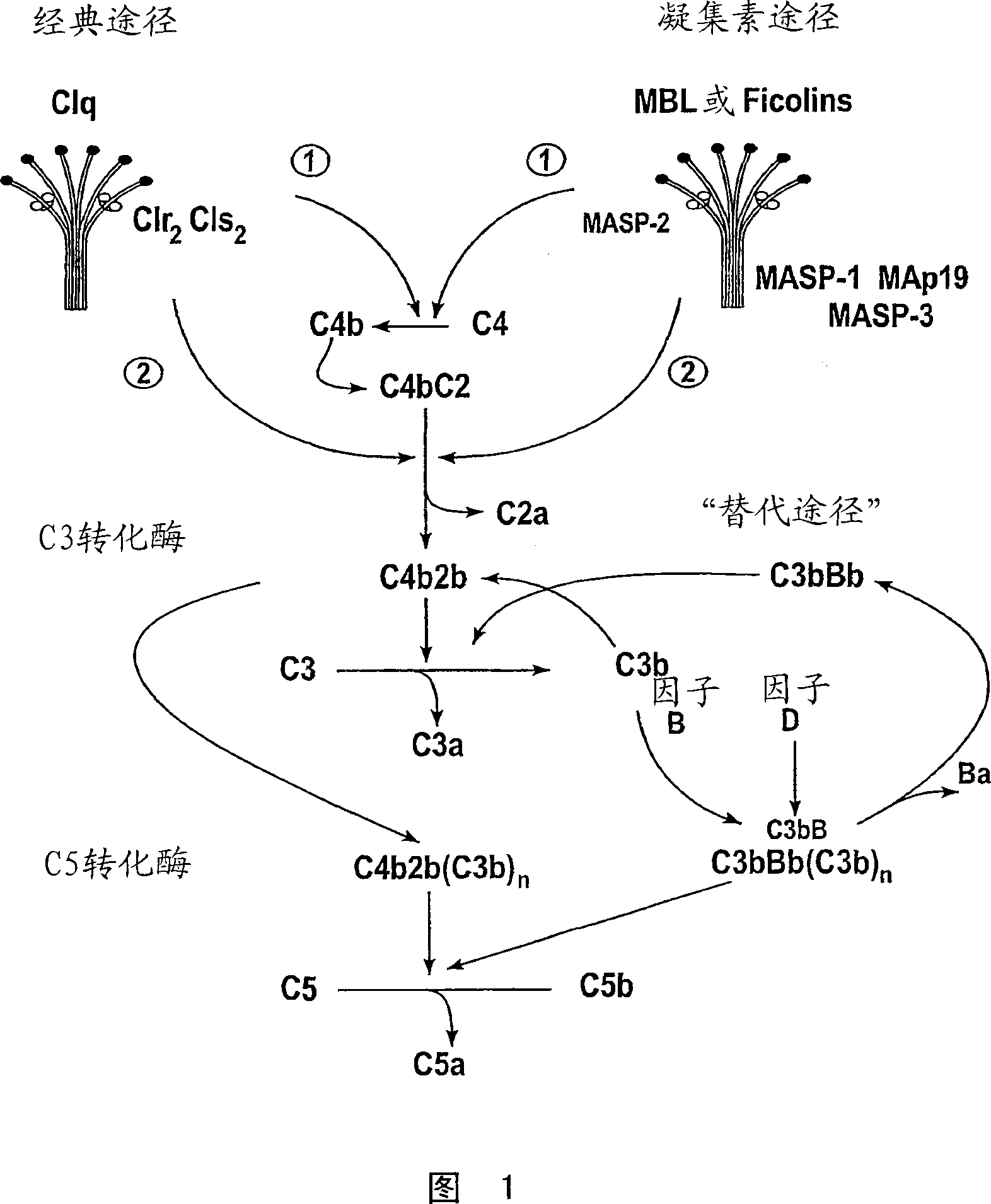 Methods for treating conditions associated with MASP-2 dependent complement activation