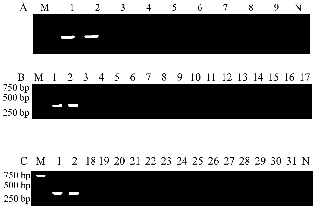 Specific primer for detecting Salmonella pullorum, kit containing the primer and application thereof