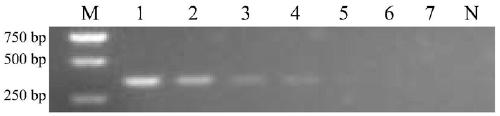 Specific primer for detecting Salmonella pullorum, kit containing the primer and application thereof