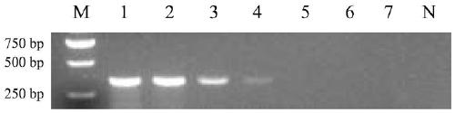 Specific primer for detecting Salmonella pullorum, kit containing the primer and application thereof