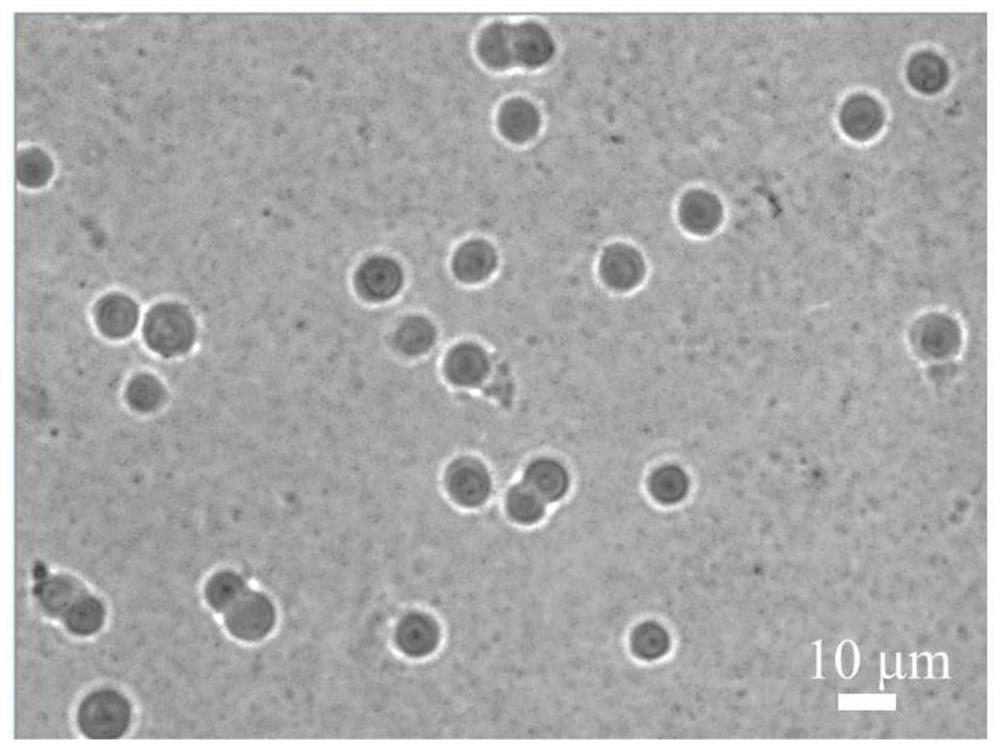 A surface acoustic wave droplet excitation device and a method for fixed-point release of tumor single cells