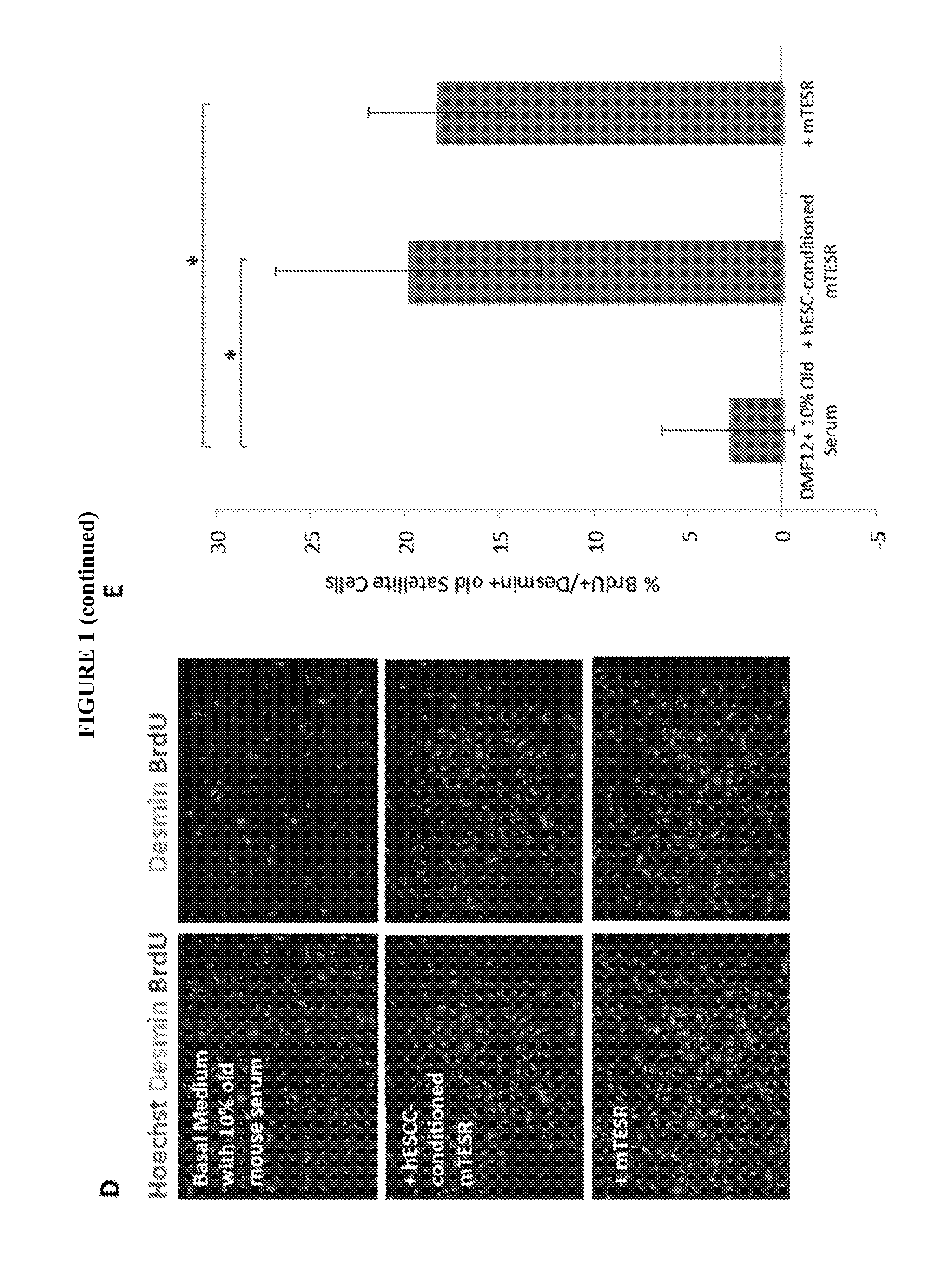 Methods and Compositions for Somatic Cell Proliferation and Viability