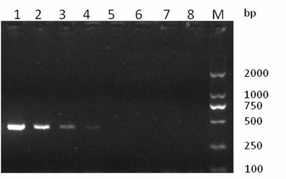 Primer of loop-mediated isothermal amplification (LAMP) for detecting multidrug-resistant cfr gene as well as kit and method for detecting multidrug-resistant cfr gene