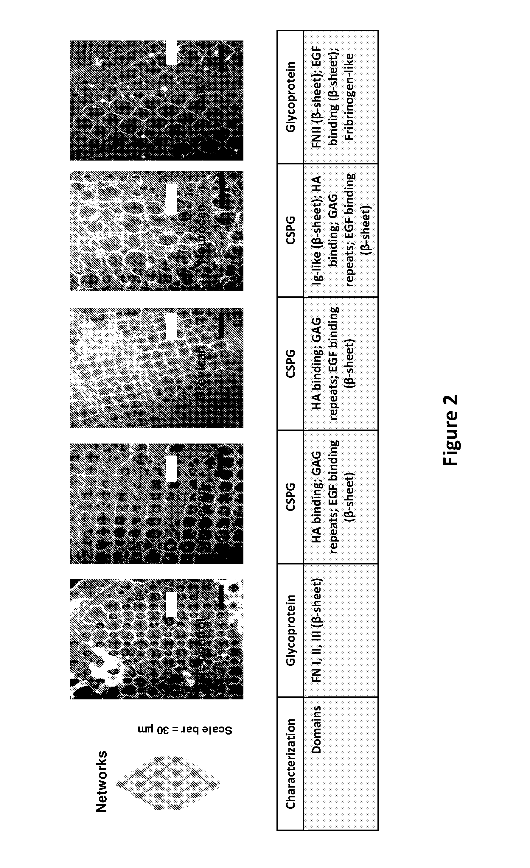 Cell-free in vitro models for traumatic brain injury and methods for preparation and use thereof