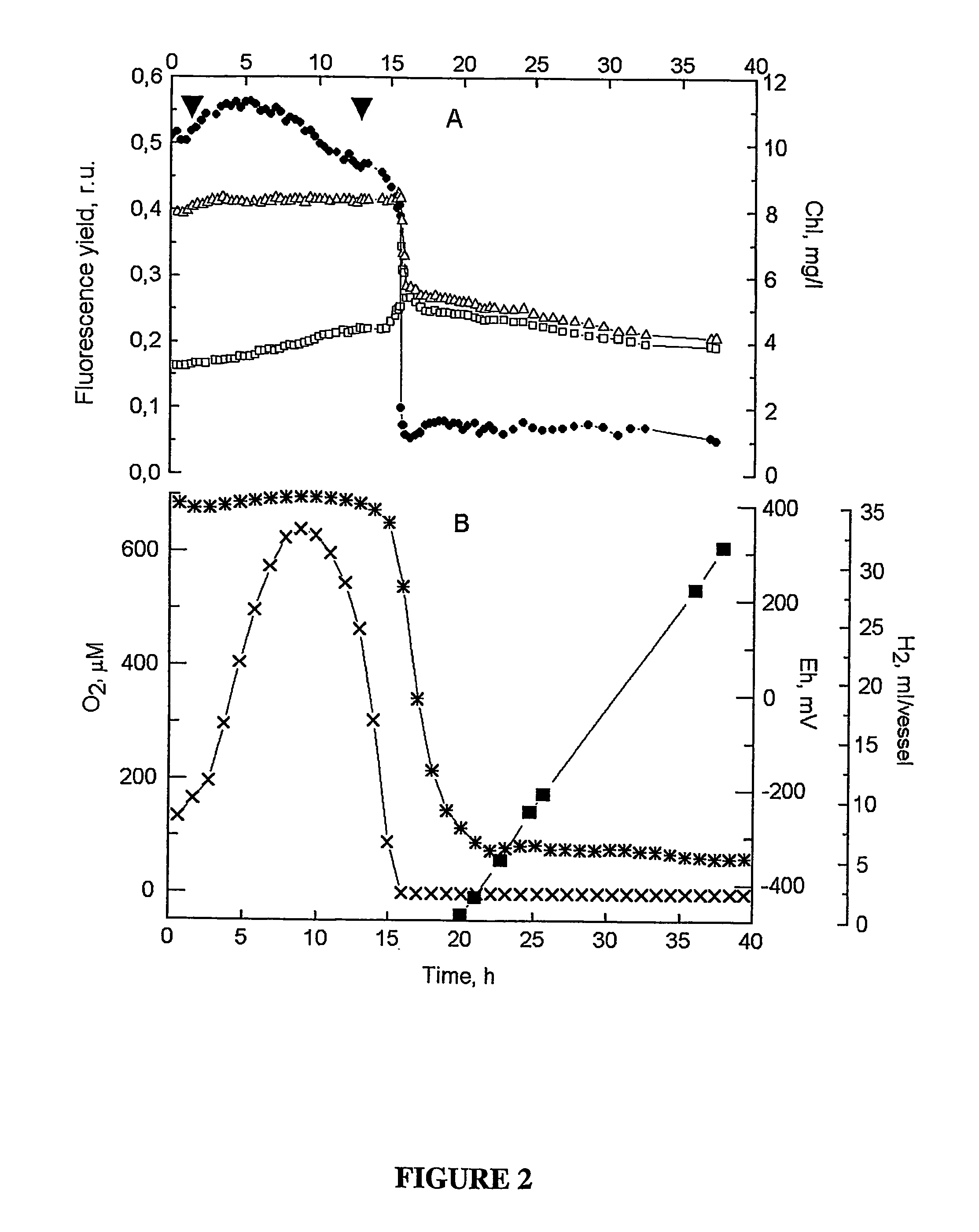 Fluorescence technique for on-line monitoring of state of hydrogen-producing microorganisms