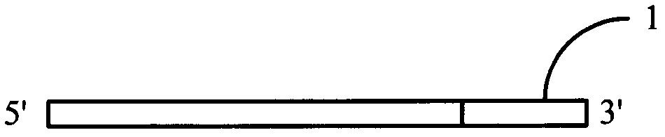 Sequencing method for increasing reading length