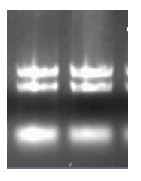 Yunnan red pear [delta]PybHLH gene and prokaryotic expression vector and application thereof