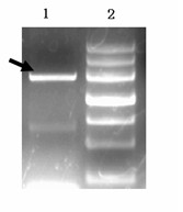 Yunnan red pear [delta]PybHLH gene and prokaryotic expression vector and application thereof