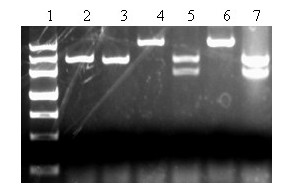 Yunnan red pear [delta]PybHLH gene and prokaryotic expression vector and application thereof