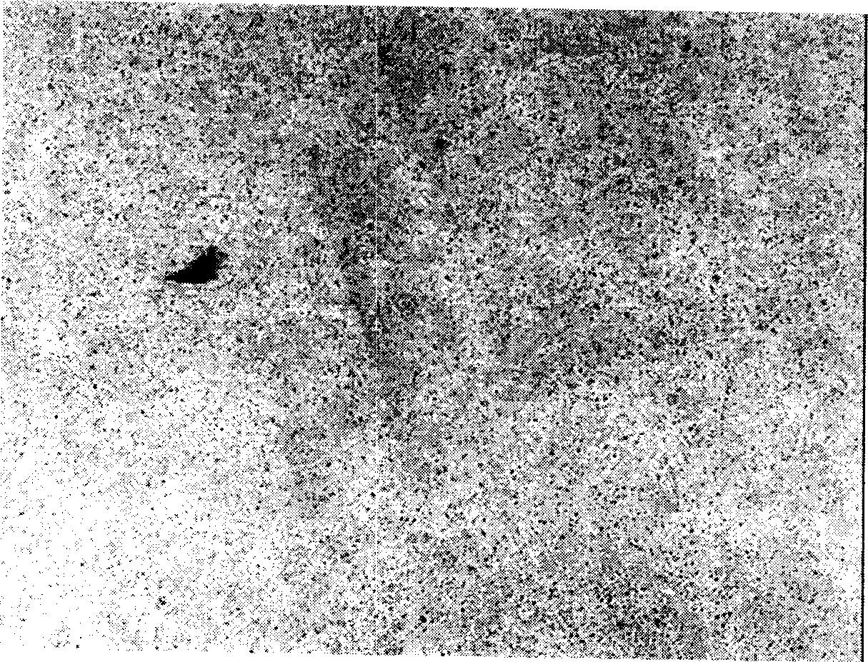 Xylon polymerized composite material and its preparation method