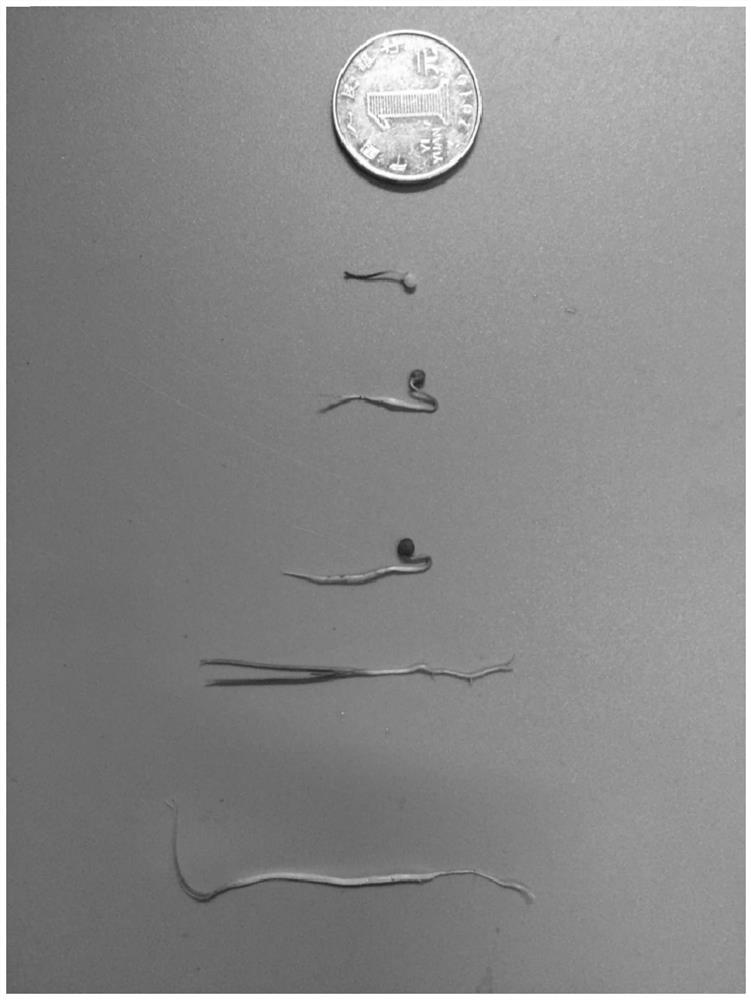 A cultivation method for improving the survival rate of thyme grass