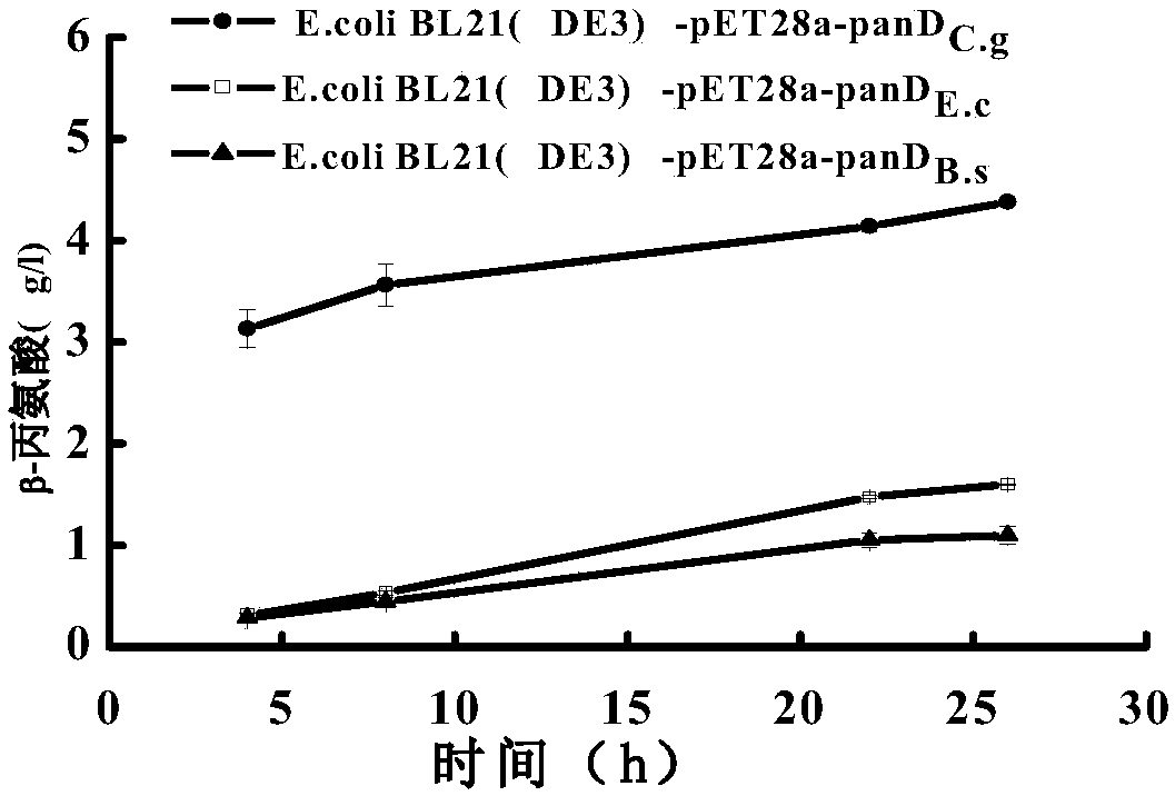 panD mutant gene, genetically engineered bacterium and application of genetically engineered bacterium in catalytic production of beta-alanine