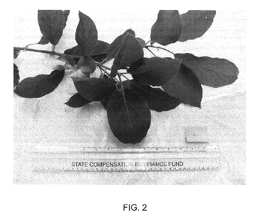 Avocado rootstock named `Merensky 1`