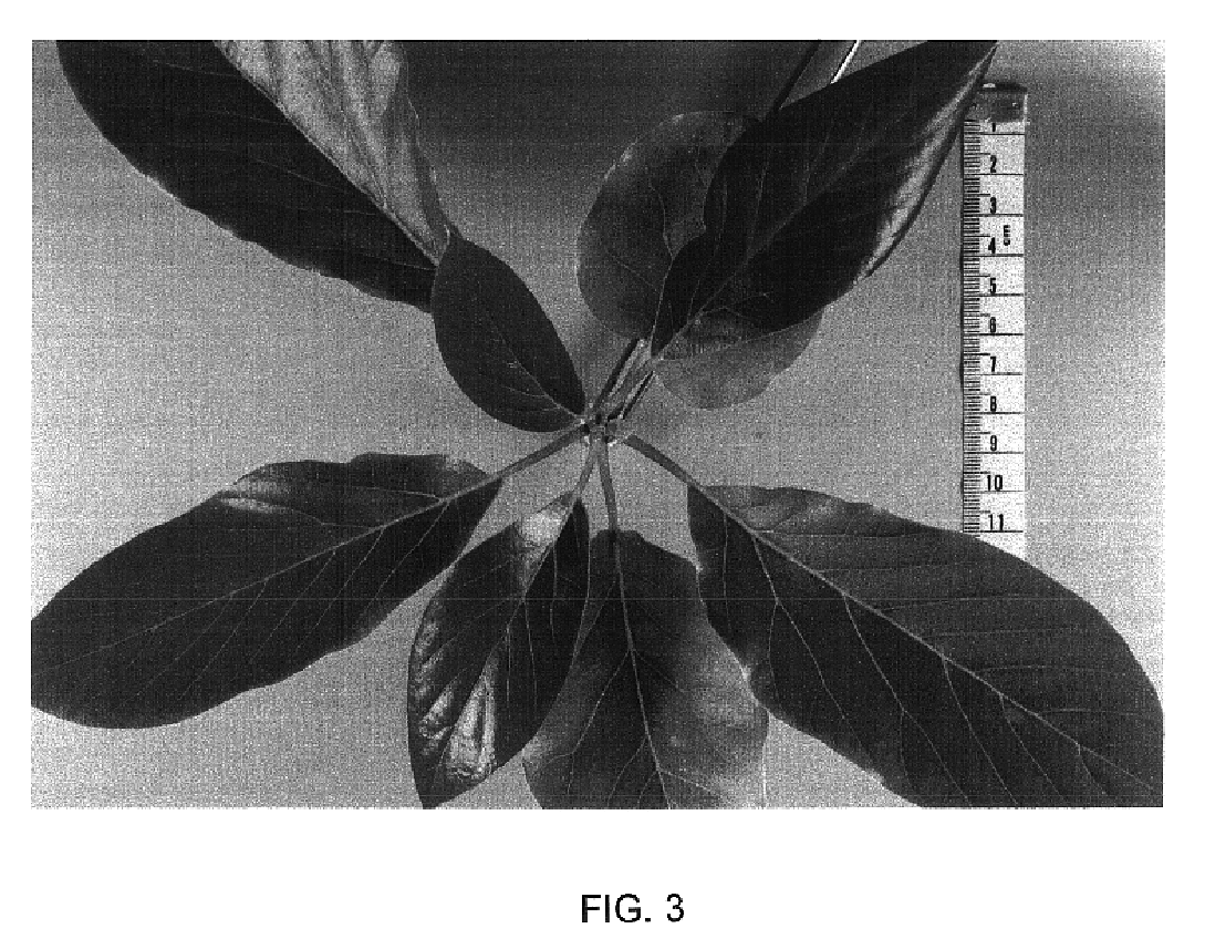 Avocado rootstock named `Merensky 1`