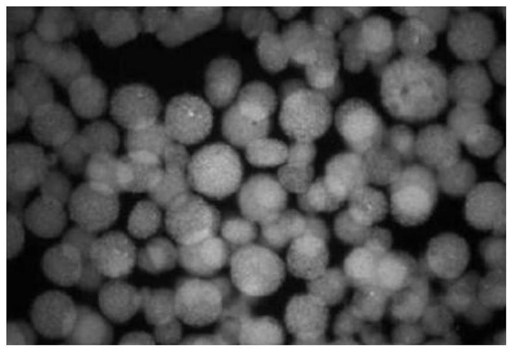 Preparations Containing Islet-like Cell Clusters