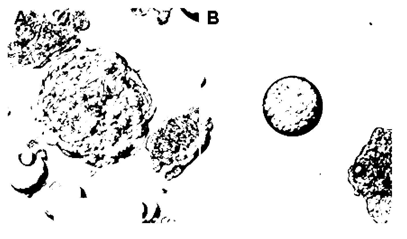 Method of efficiently separating embryonic stem cells of poultry