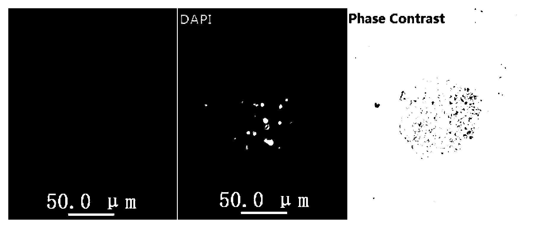 Method of efficiently separating embryonic stem cells of poultry