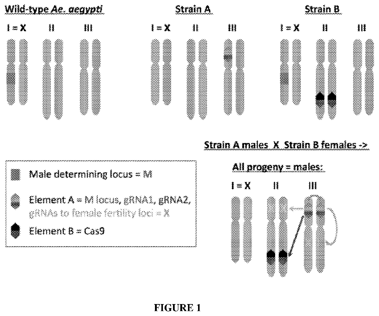 Split Trans-Complementing Gene-Drive System for Suppressing Aedes Aegypti Mosquitos