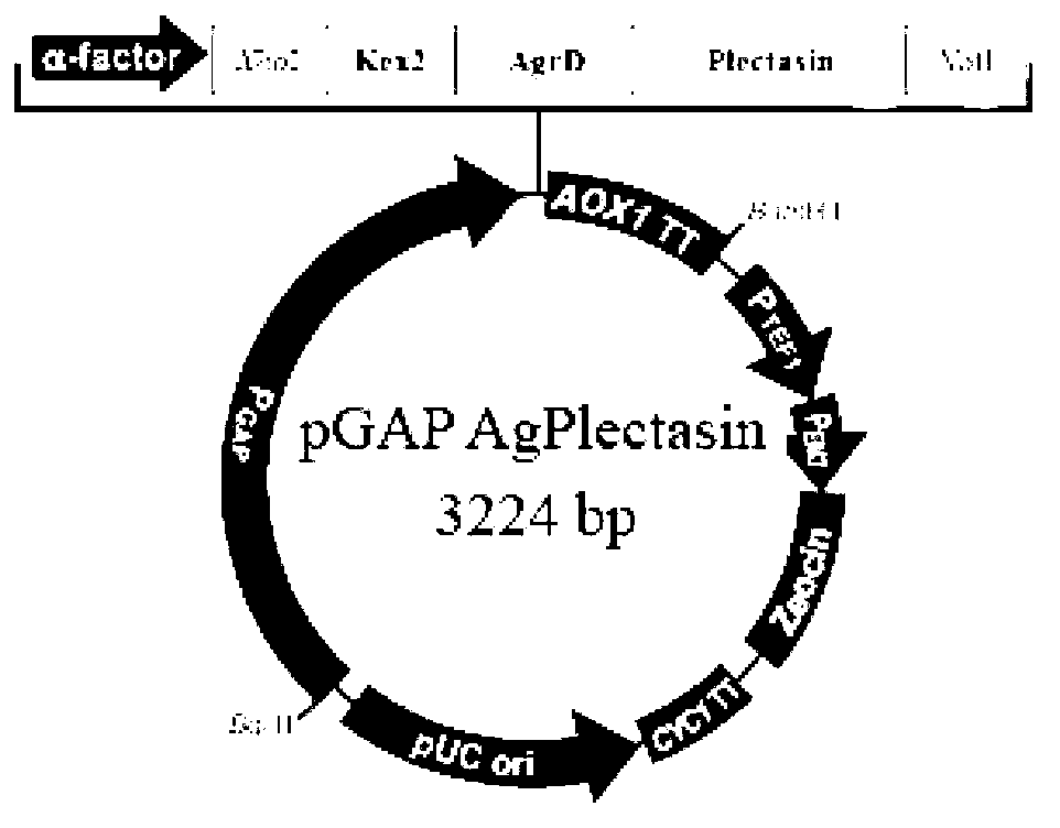 Method for constitutive expression of target antibacterial peptide AgPlectasin in Pichia pastoris