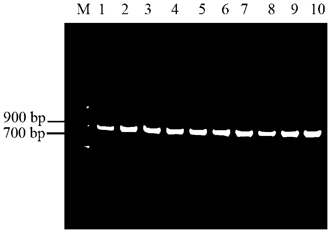 Method for constitutive expression of target antibacterial peptide AgPlectasin in Pichia pastoris