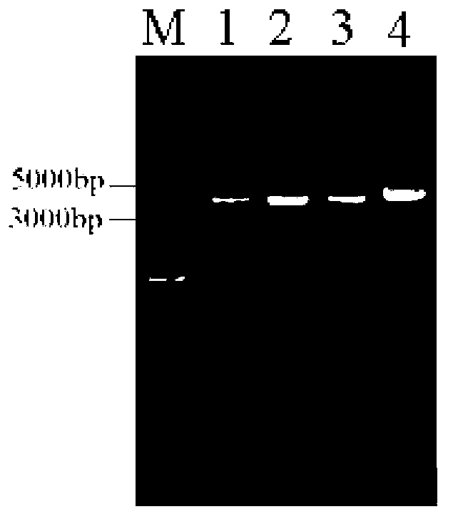 Method for constitutive expression of target antibacterial peptide AgPlectasin in Pichia pastoris