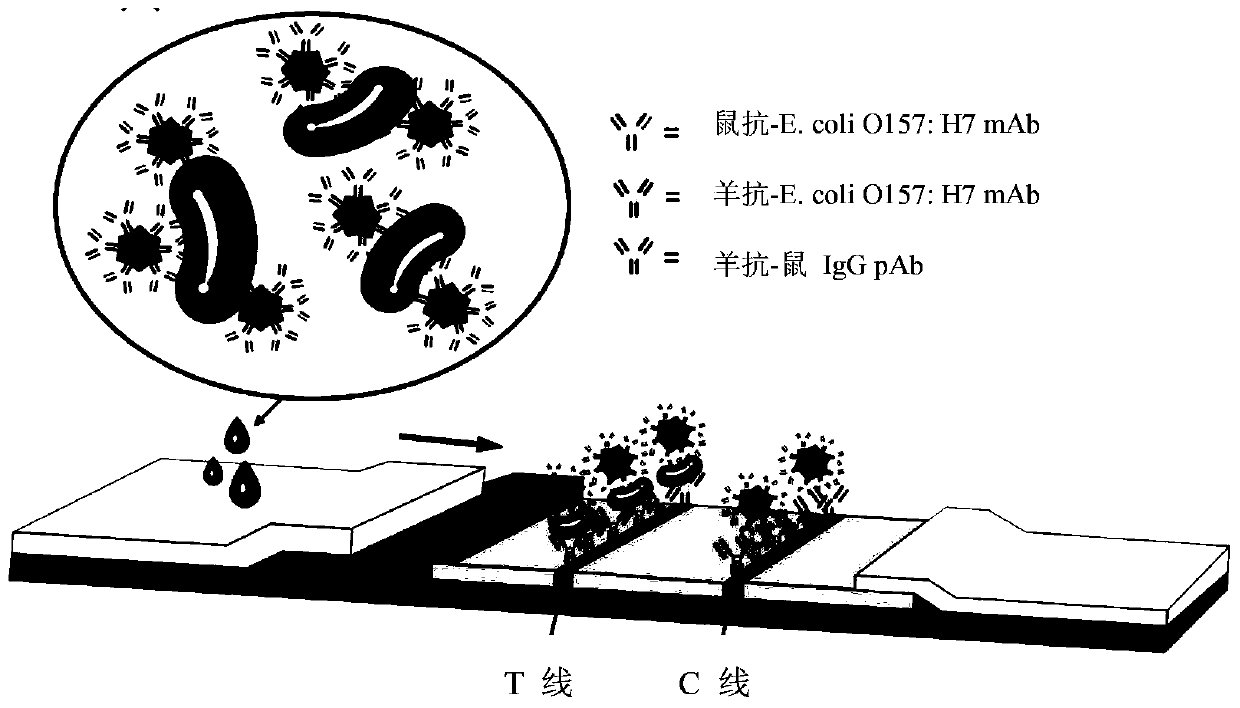 Multilevel nano gold flower, its preparation method and application