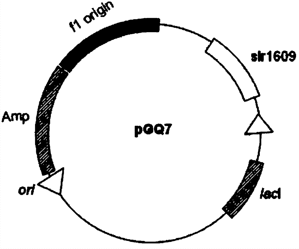 Construction body and method for improving fatty alcohol yield in cyanobacteria