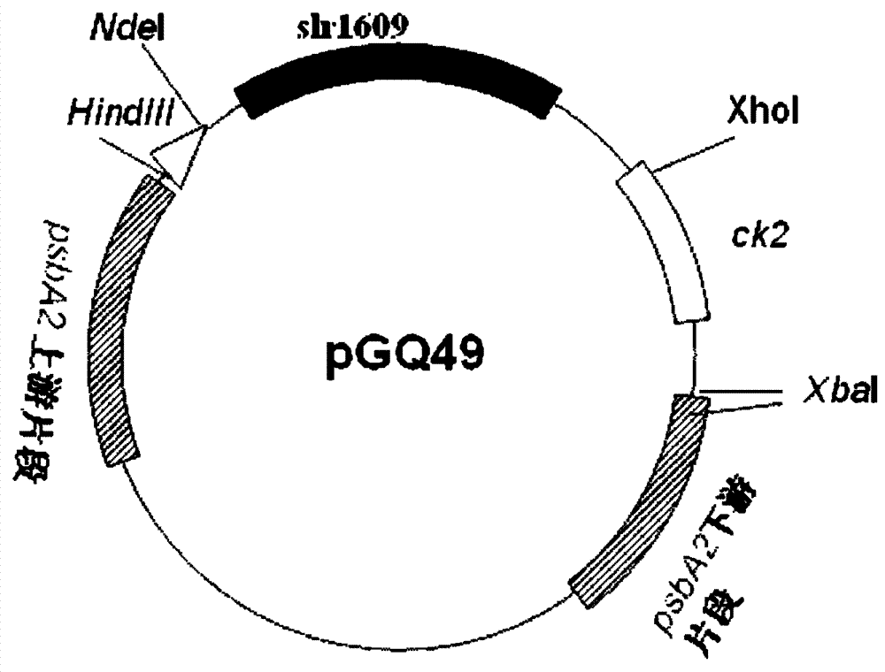 Construction body and method for improving fatty alcohol yield in cyanobacteria