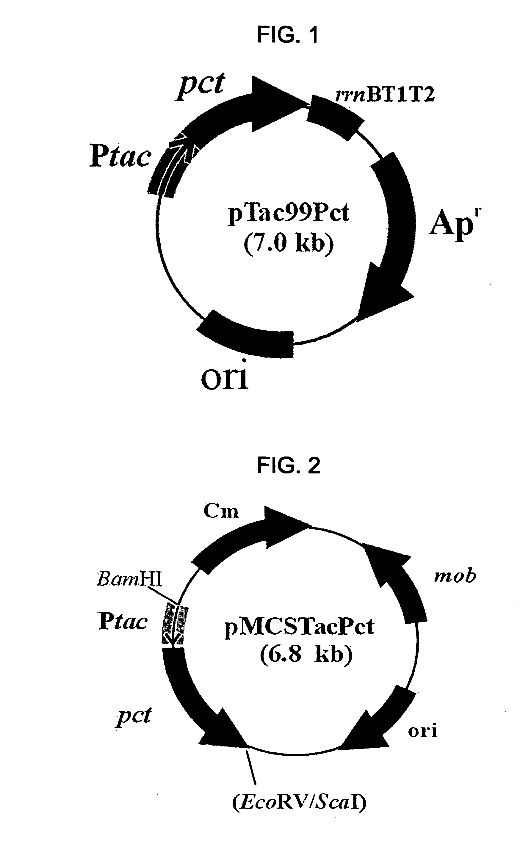 Cells or plants producing polylactate or its copolymers and uses thereof